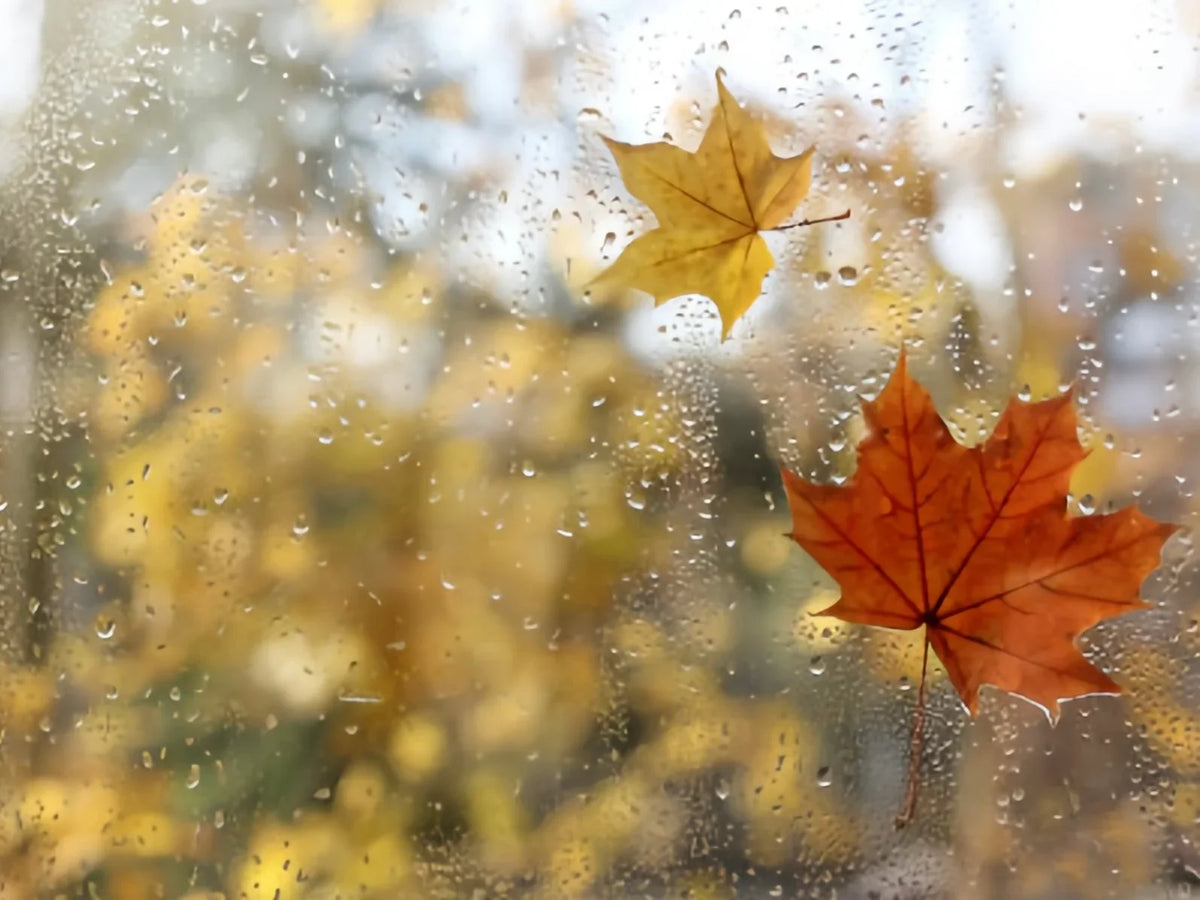 Von Herbstblues zu innerer Stärke: Marias YESOUL Home-Fitness-Reise